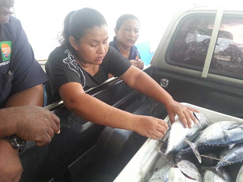 Teaching Honduran workers how to test whole round tuna for quality control